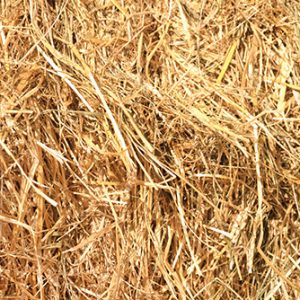Barley straw